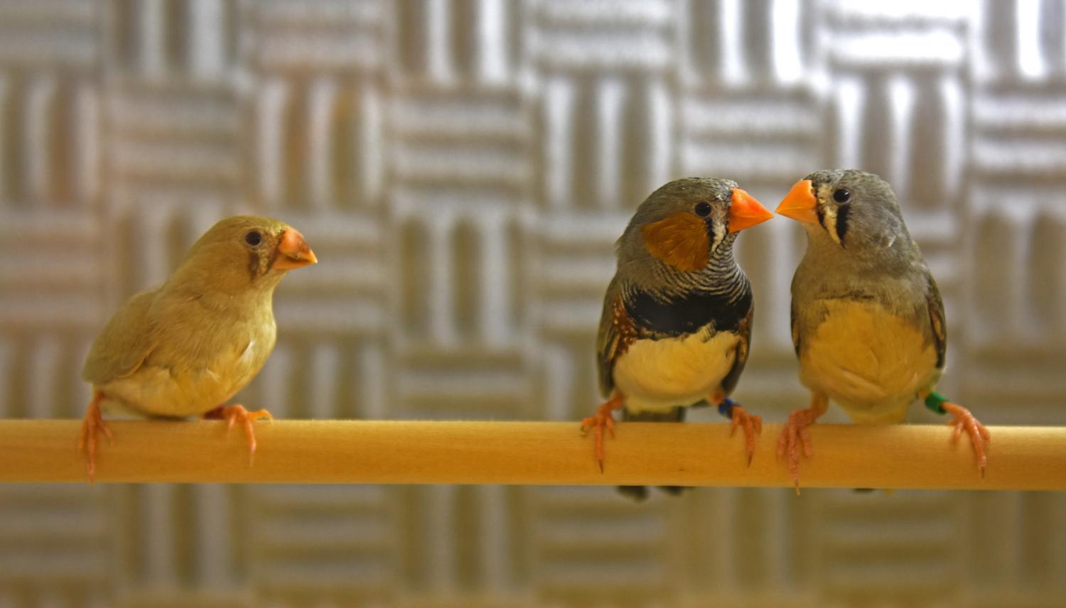 Canto degli uccelli aiuta a capire basi apprendimento