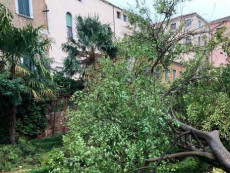 Venezia, alberi abbattuti in un giardino storico.