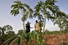Niamy, Chad, agricoltorei controllano la crescita delle piante di un progetto FAO Project TCP/CHD/2903: