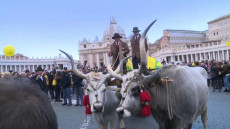 Festa di Sant'Antonio: in Piazza San Pietro la benedizione di mucche, pecore e asini