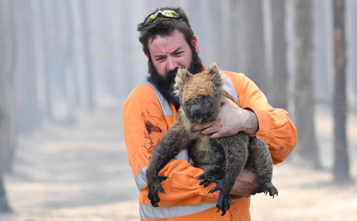 Australia: uno dei soccorritori, Simon Adamczyk, salva un koala.