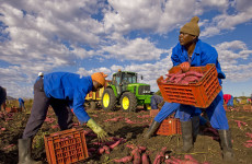 Lavoratori inmigrati raccolgono carote in un campo.