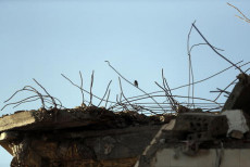 Un uccello si posa sulle rovine di un edificio distrutto da un raid aereo in Sanaa, Yemen.