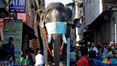 Replica di un elefante con mascherina in una strada di Chennai per sensibilizzare ai cittadini sul coronavirus.