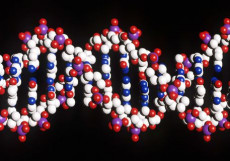 Un'immagine d'archivio mostra una rappresentazione della struttura a doppia elica dell'acido desossiribonucleico (DNA)
