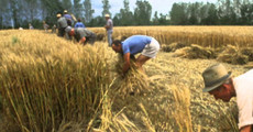 Agricoltori mietono il grano