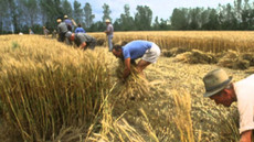 Agricoltori mietono il grano