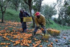 Immigrati africani durante la raccolta delle arance a Rosarno, Reggio Calabria,