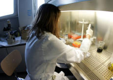 Analista al lavoro nel laboratorio di biosicurezza dell'ospedale Spallanzani di Roma in un'immagine d'archivio