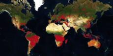 La mappa delle foreste in fiamme nel mondo.