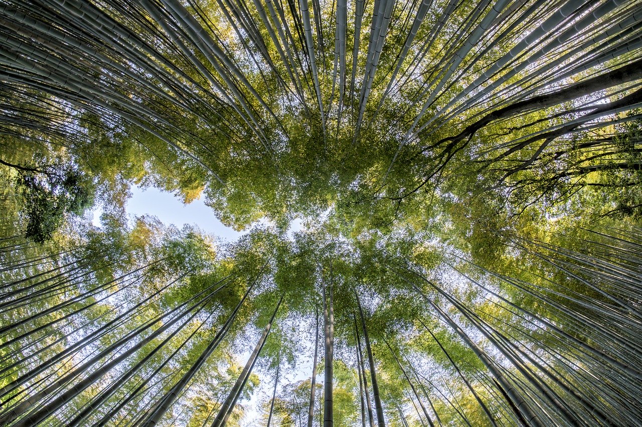 Sequestro, foresta di bamboo.