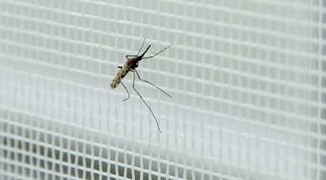 Le zanzare antimalaria riprodotte all'interno del polo d'innovazione genomica