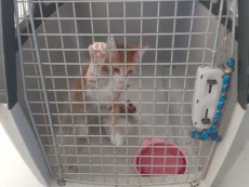 Pupi, il gatto profugo in quarantena a Lampedusa.