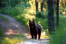 Un orso in Trentino, in una immagine di archivio