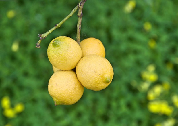 Una pianta di limone.