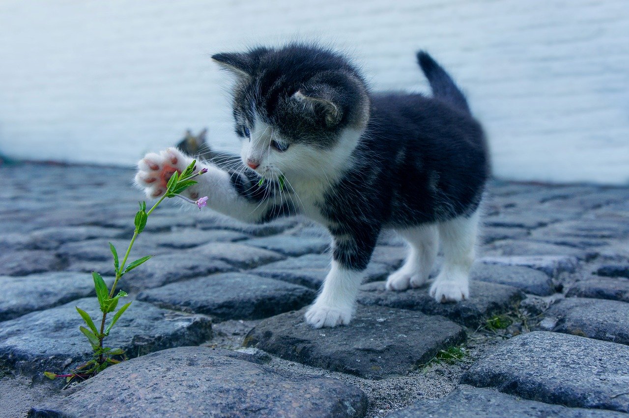 Gattino gioca con un fiore.