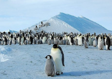 Una colonia di pinguini.
