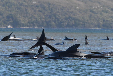 Un branco di balene spiaggiate in Tasmania.