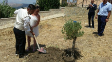Una coppia di sposi danesi pianta un olivo nel piazzale della Villa Comunale a Corleone.