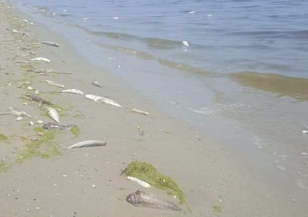 Pesci e molluschi morti la costa della penisola russa dell'Estremo Oriente Kamchatka.