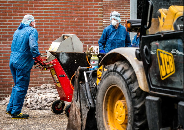 Lavoratori in un allevamento di visoni in Danimarca.