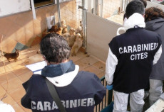 Intervento dei Carabinieri per allevamento lager con 850 cagnolini.