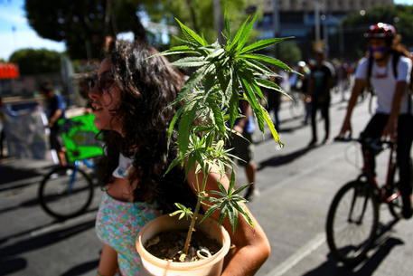Una donna carica una pianta di cannabis dureante una manifestazione per la legalizzazione della marijuana in Messico.