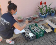 Carabiniere analizza i cactus peyote scoperti in una serra