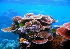 Particolare della Grande barriera corallina (fonte: Toby Hudson)