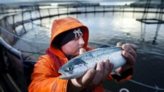 Allevamento di salmoni in Scozia. ANSA /DAVID CHESKIN UK AND IRELAND OUT DEF