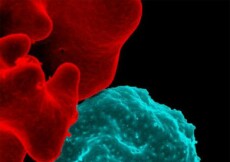 Un globulo rosso infettato dalla malaria (fonte: NIAID-NIH, Flickr)