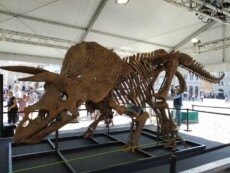 Triceratopo Big John esposto in piazza Unità a Trieste.