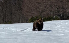 In una foto d'archivio l'orso Juan Carrito.