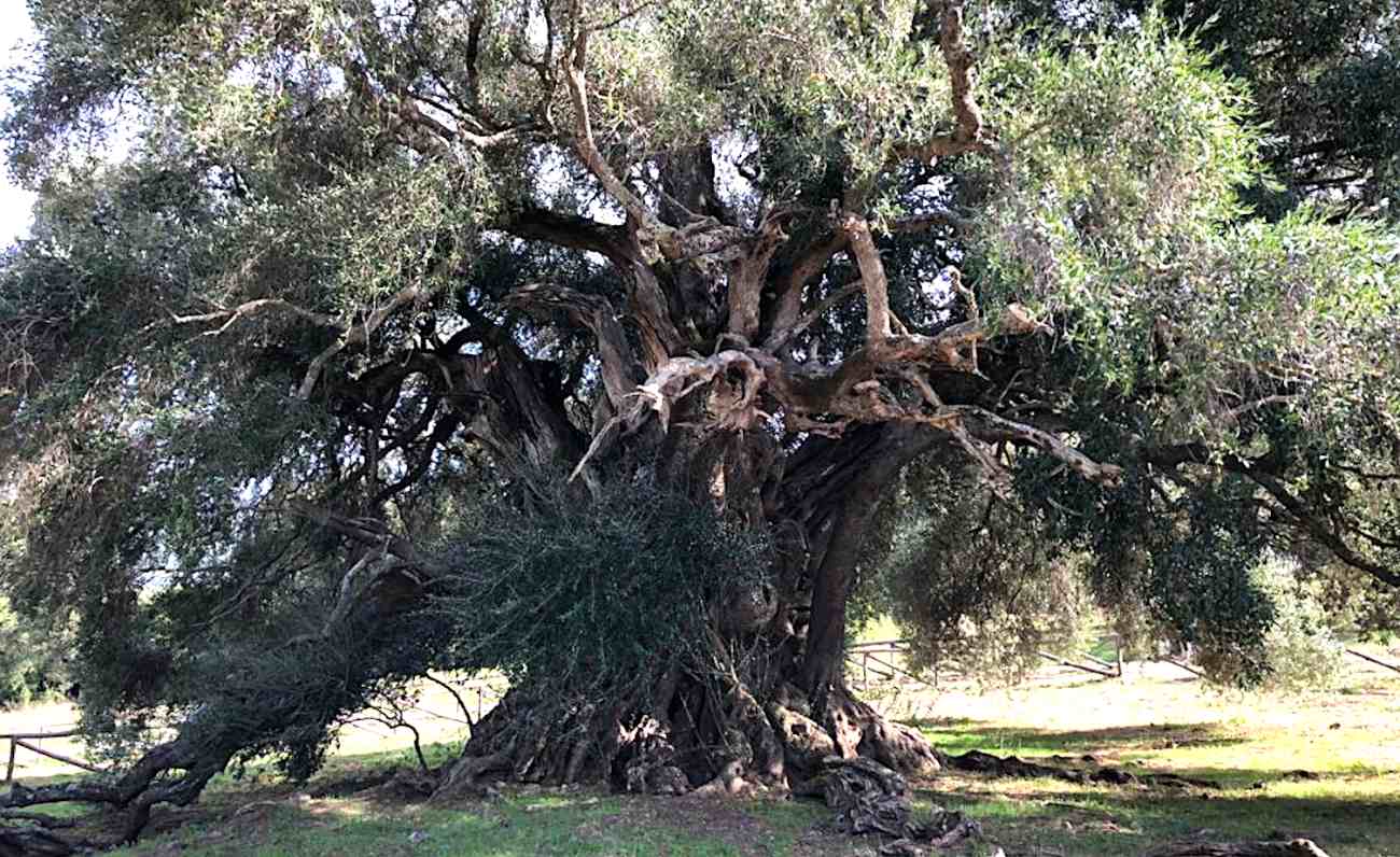 S’Ozzastru, el olivo más antiguo de Italia que tiene más de 4.000 años.