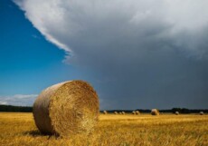 Covoni di grano in una foto d'archivio