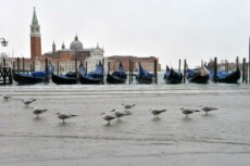 Gabbianelle attendono che l'acqua alta scenda, sul molo di San Marco, Venezia,
