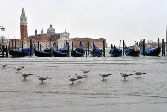 Gabbianelle attendono che l'acqua alta scenda, sul molo di San Marco, Venezia,