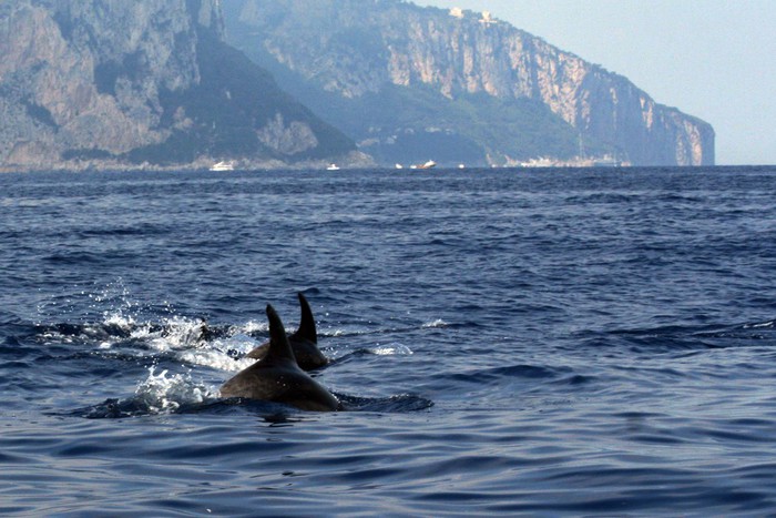Un grosso branco di delfini avvistato nel Parco Marino di Punta Campanella, in Costiera Sorrentina. ANSA / CESARE ABBATE / AREA MARINA PROTETTA PUNTA CAMPANELLA